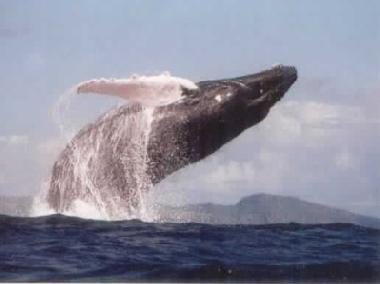 Maison de vacances �/en/au El Frances (Samana)ou appartement ou maison de vacances