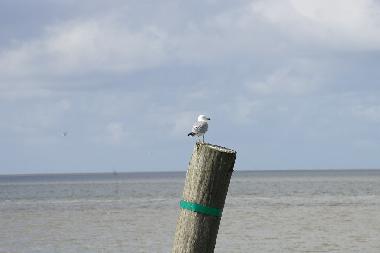 Maison de vacances /en/au Bunde-Dollart (Nordsee-Festland / Ostfriesland)ou appartement ou maison de vacances