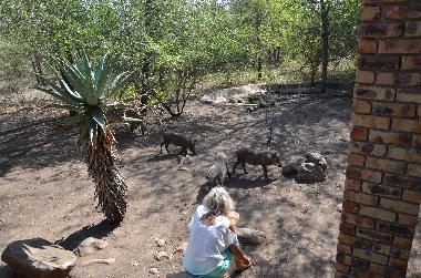 Villa �/en/au Marloth Park (Mpumalanga)ou appartement ou maison de vacances