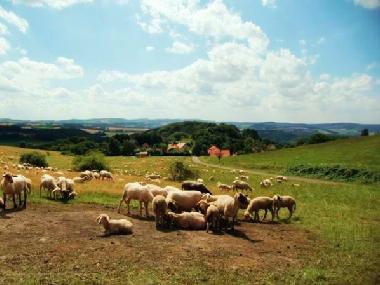 Maison de vacances /en/au Extertal (Weserbergland)ou appartement ou maison de vacances