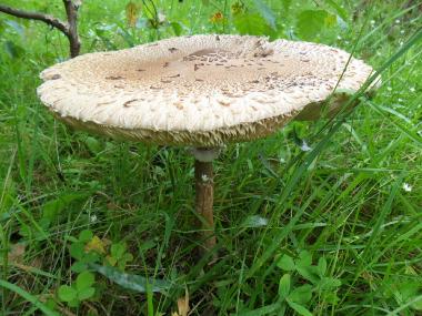 Appartement de vacances /en/au Benshausen (Thringer Wald)ou appartement ou maison de vacances