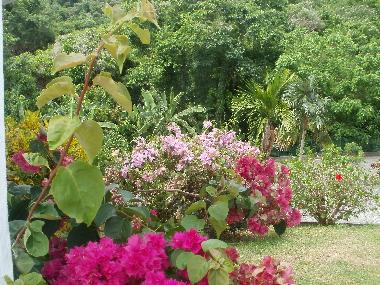 Appartement de vacances �/en/au Anses d´Arlet (Martinique)ou appartement ou maison de vacances