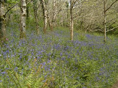 Maison de vacances �/en/au Carbis Bay (South West)ou appartement ou maison de vacances