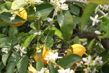 Maison de vacances /en/au kritinia (Dodekanisos)ou appartement ou maison de vacances