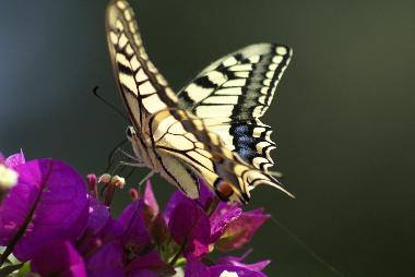 Maison de vacances /en/au kritinia (Dodekanisos)ou appartement ou maison de vacances