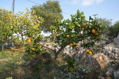 Maison de vacances /en/au kritinia (Dodekanisos)ou appartement ou maison de vacances