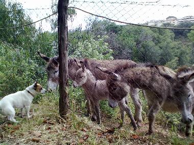 Villa /en/au roma (Roma)ou appartement ou maison de vacances