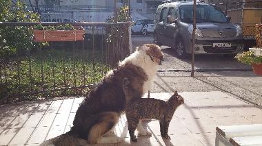 Appartement de vacances �/en/au Split (Splitsko-Dalmatinska)ou appartement ou maison de vacances