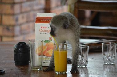 Villa �/en/au Marloth Park (Mpumalanga)ou appartement ou maison de vacances