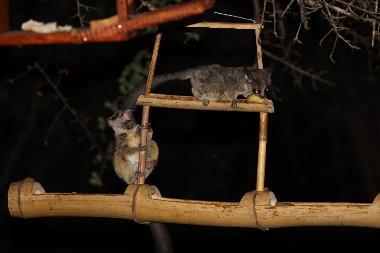 Villa �/en/au Marloth Park (Mpumalanga)ou appartement ou maison de vacances