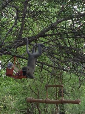 Villa �/en/au Marloth Park (Mpumalanga)ou appartement ou maison de vacances