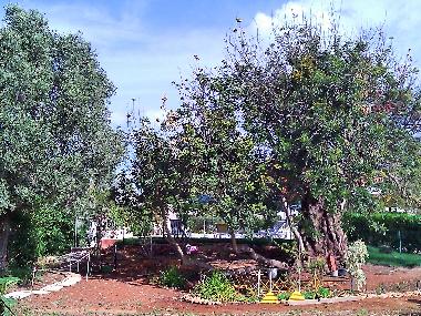 Villa /en/au Albufeira (Algarve)ou appartement ou maison de vacances