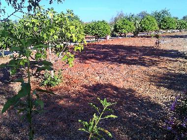 Villa /en/au Albufeira (Algarve)ou appartement ou maison de vacances