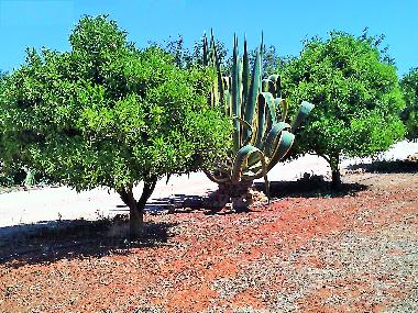 Villa /en/au Albufeira (Algarve)ou appartement ou maison de vacances