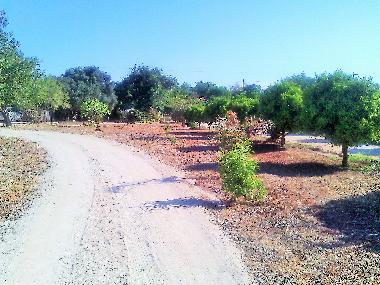 Villa /en/au Albufeira (Algarve)ou appartement ou maison de vacances