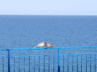 Appartement de vacances �/en/au Montegiordano Marina (Cosenza)ou appartement ou maison de vacances