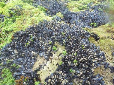 Maison de vacances �/en/au AGADIR (Agadir)ou appartement ou maison de vacances