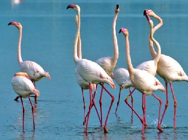 Appartement de vacances �/en/au Olbia (Olbia-Tempio)ou appartement ou maison de vacances