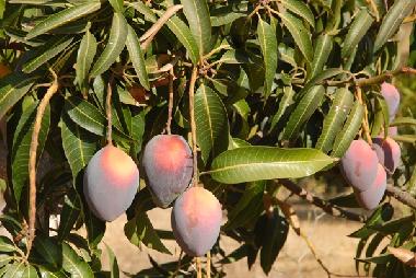 Maison de vacances �/en/au V�lez M�laga (M�laga)ou appartement ou maison de vacances