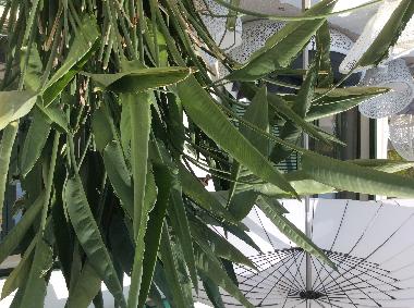 Villa /en/au Solin (Splitsko-Dalmatinska)ou appartement ou maison de vacances