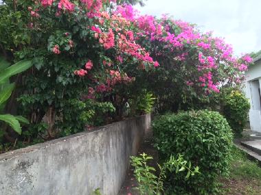 Maison de vacances �/en/au BASSE TERRE (Guadeloupe)ou appartement ou maison de vacances