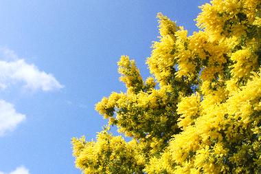 Mimosas au mois de fvrier