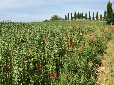 Appartement de vacances /en/au Lucignano (Siena)ou appartement ou maison de vacances