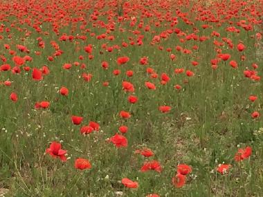 Appartement de vacances /en/au Lucignano (Siena)ou appartement ou maison de vacances