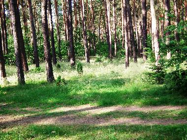 Maison de vacances �/en/au Bad Saarow (Oder-Spree)ou appartement ou maison de vacances