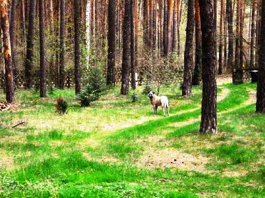 Maison de vacances �/en/au Bad Saarow (Oder-Spree)ou appartement ou maison de vacances