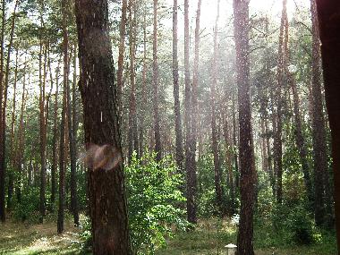 Maison de vacances �/en/au Bad Saarow (Oder-Spree)ou appartement ou maison de vacances