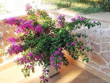 Appartement de vacances /en/au Povlja (Splitsko-Dalmatinska)ou appartement ou maison de vacances