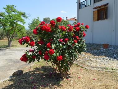 Appartement de vacances /en/au Kalives poligiru (Chalkidiki)ou appartement ou maison de vacances