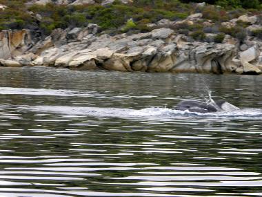 Maison de vacances /en/au Psakoudia (Chalkidiki)ou appartement ou maison de vacances