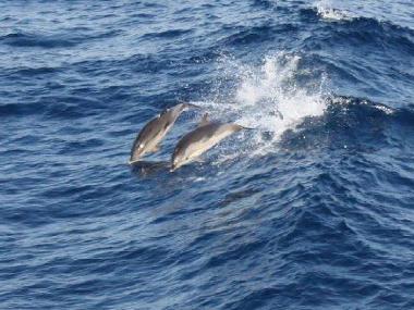 Appartement de vacances /en/au Psakoudia (Chalkidiki)ou appartement ou maison de vacances