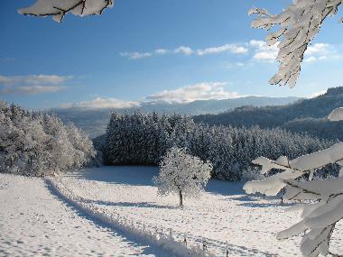 Paysage enneig� sur la montagne du FOREZ... (en hiver)