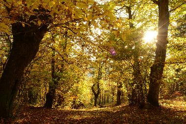 En basse saison ch�taignes et champignons sont � d�guster autour de la chemin�e.