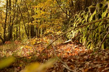 ce hameau est entour� de bois de chataignier superbes randos � faire