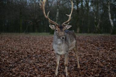 L Ard�che C est encore o� peuvent r�gner Sanglier et chevreuil sauvages, Entre fourr�s et ch�taignie