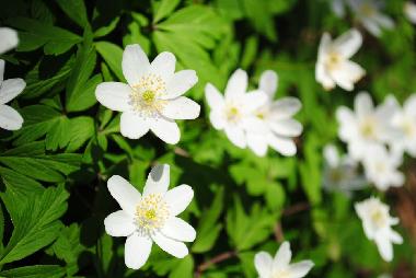 Villa �/en/au Anderstorp (Smaland)ou appartement ou maison de vacances