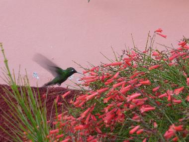 Maison de vacances �/en/au Viñales (Pinar del Rio)ou appartement ou maison de vacances