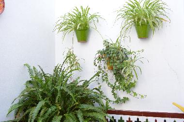 Appartement de vacances /en/au CHIPIONA (Cdiz) (Cdiz)ou appartement ou maison de vacances