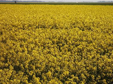 Maison de vacances �/en/au Bunde (Nordsee-Festland / Ostfriesland)ou appartement ou maison de vacances