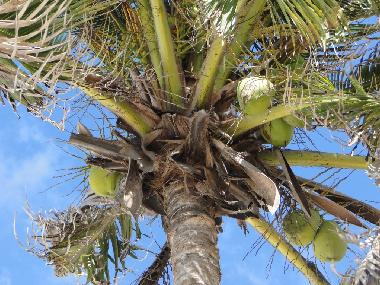 Maison de vacances �/en/au Grote Berg (Curacao)ou appartement ou maison de vacances