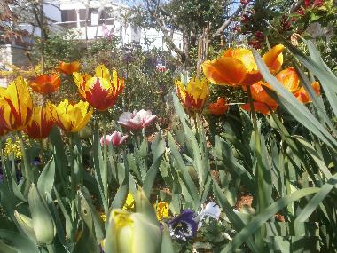 Appartement de vacances /en/au Rovinj (Istarska)ou appartement ou maison de vacances