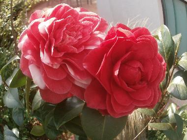 Appartement de vacances /en/au Rovinj (Istarska)ou appartement ou maison de vacances