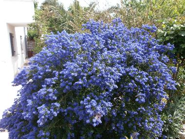 Appartement de vacances /en/au Rovinj (Istarska)ou appartement ou maison de vacances