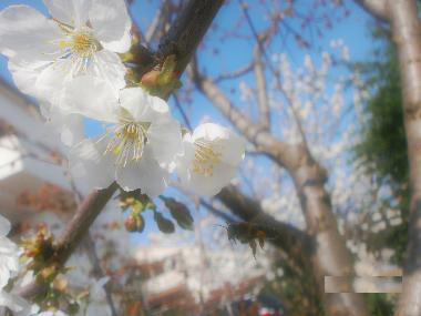 Appartement de vacances /en/au Rovinj (Istarska)ou appartement ou maison de vacances