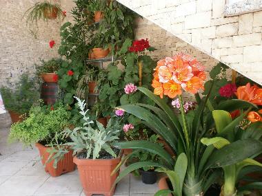 Appartement de vacances /en/au Rovinj (Istarska)ou appartement ou maison de vacances