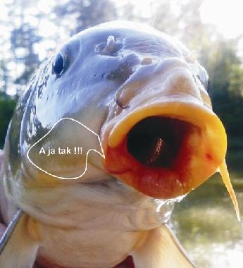 Maison de vacances /en/au Skopw  51 (Podkarpackie)ou appartement ou maison de vacances